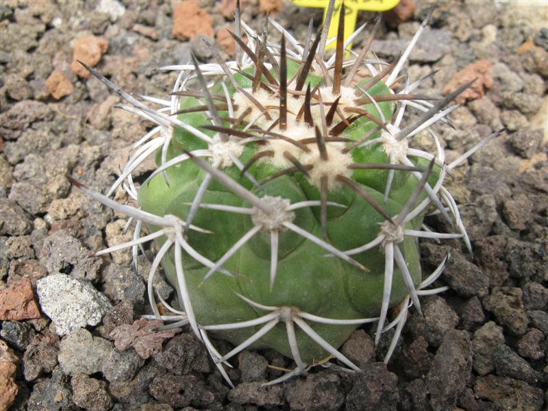 Copiapoa coquimbana v. fiedleriana RAP 142