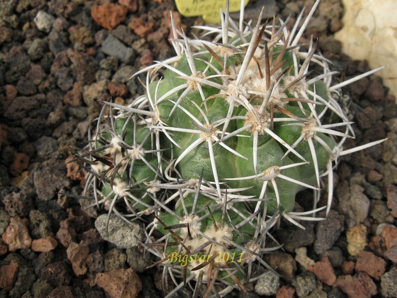 Copiapoa coquimbana v. fiedleriana RAP 142