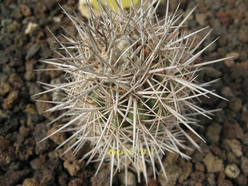 copiapoa coquimbana v. vulgata