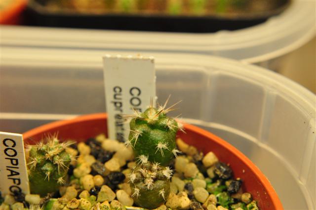 Copiapoa cupreata 