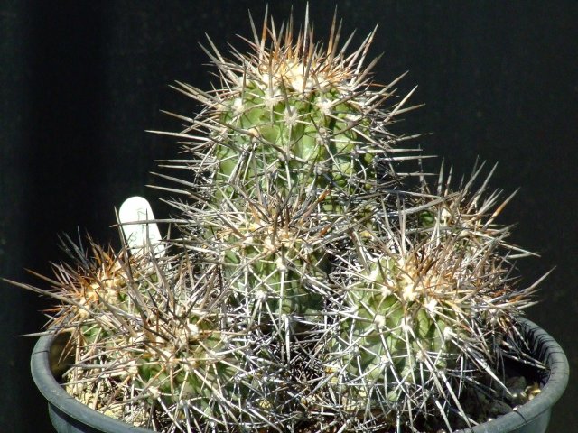 Copiapoa cupreata KK35