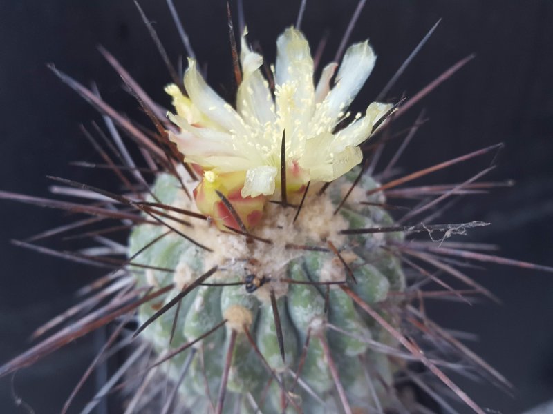 Copiapoa dealbata 