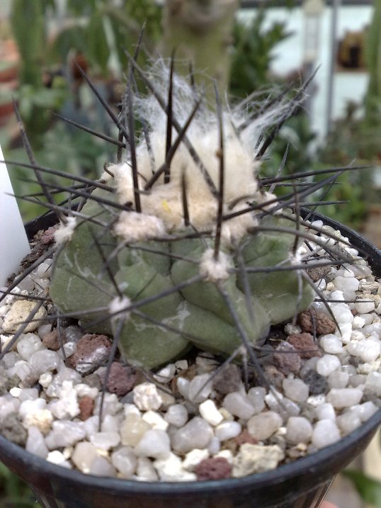 Copiapoa montana 