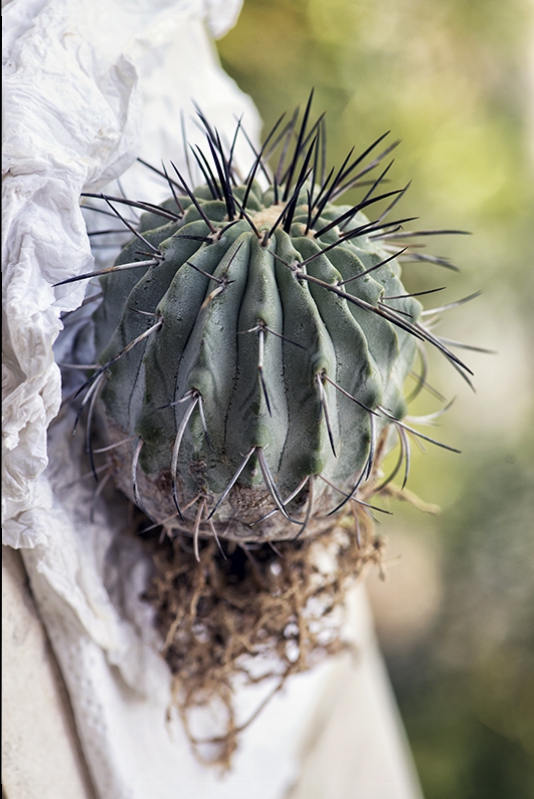 Copiapoa dealbata 