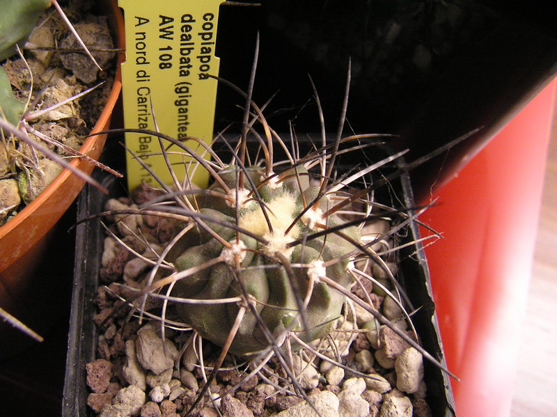 Copiapoa dealbata AW108