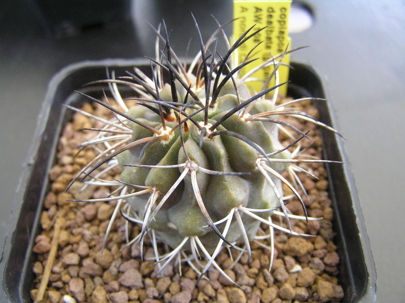 Copiapoa dealbata 