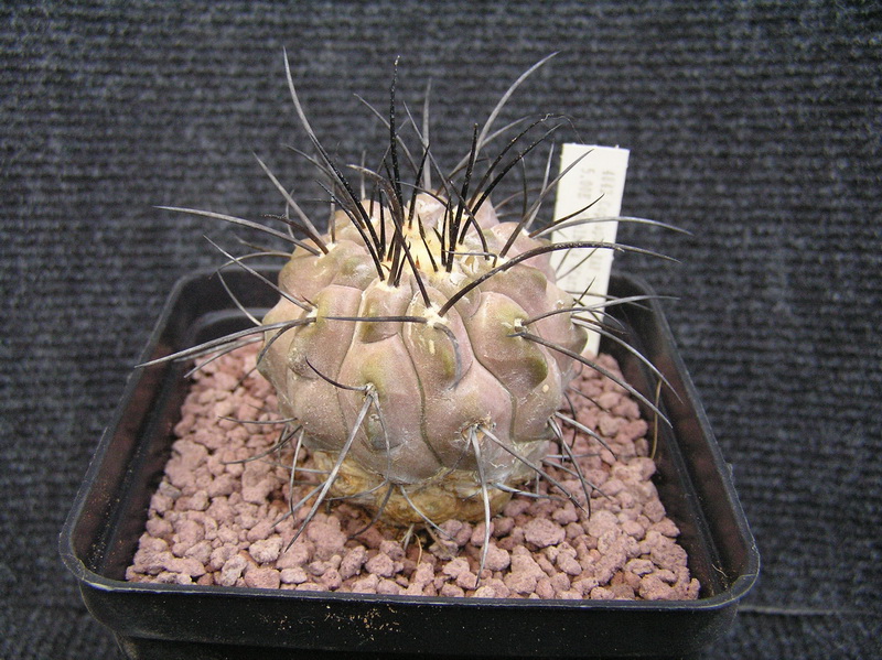 Copiapoa dealbata RAP 139