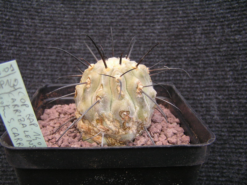 Copiapoa carrizalensis RAP 140