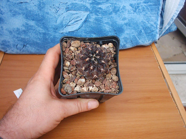 Copiapoa dura 