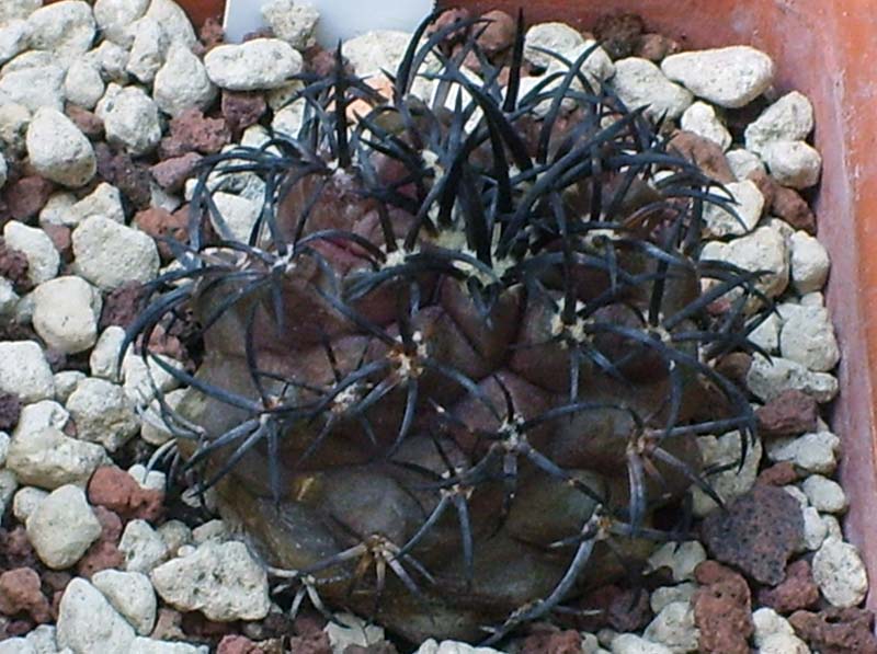 Copiapoa dura 