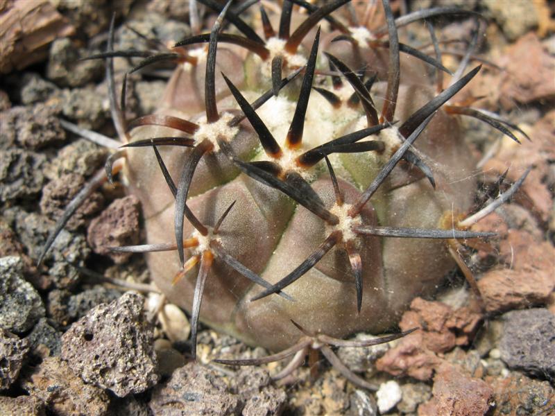 Copiapoa dura KK 607