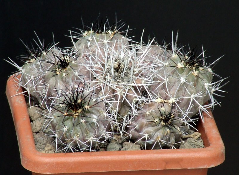 Copiapoa echinata 