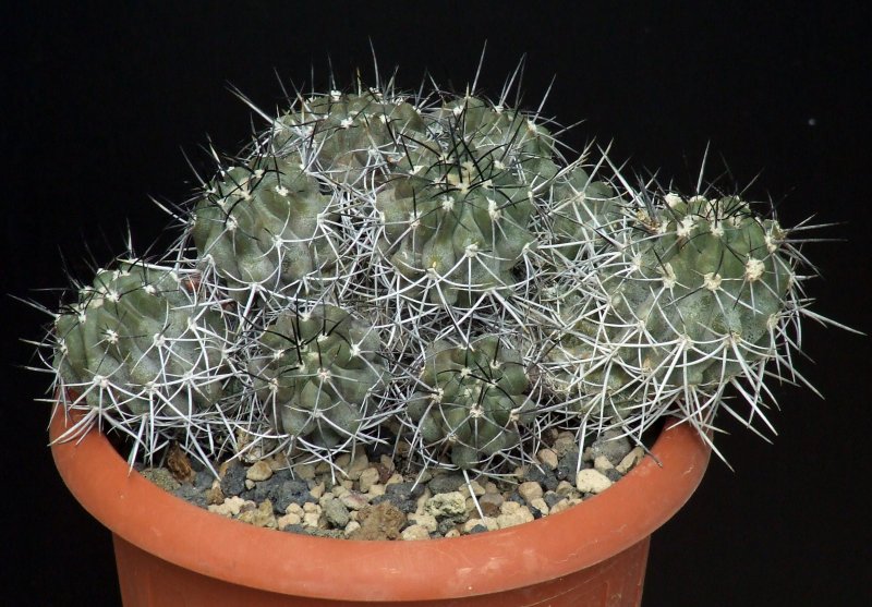 Copiapoa dealbata 