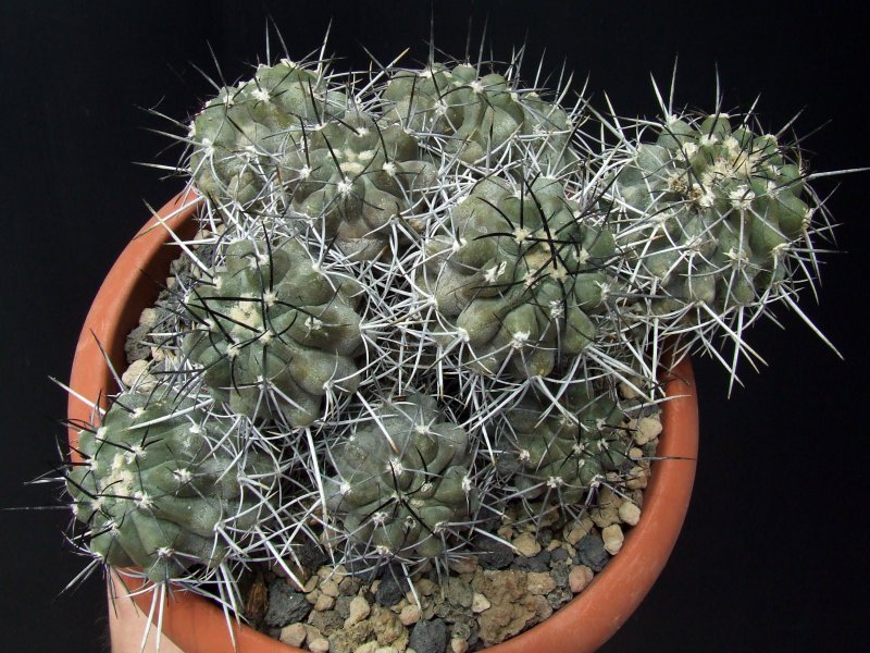 Copiapoa echinata 