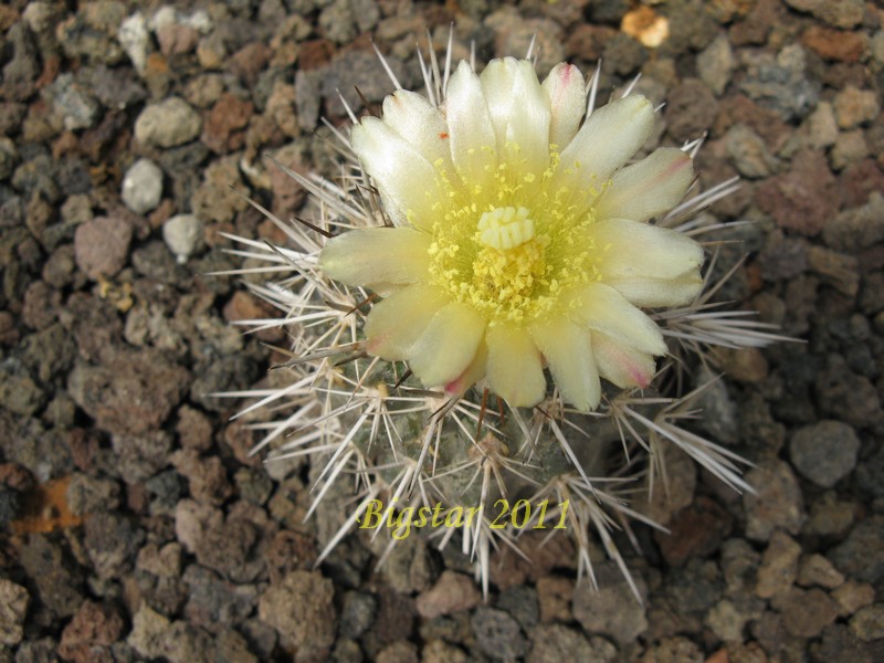 Copiapoa echinata AW 103