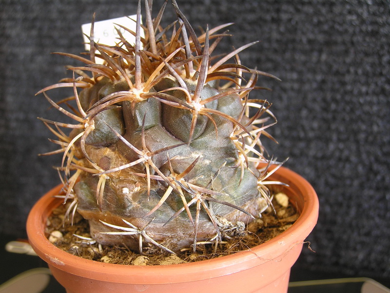 Copiapoa echinoides 