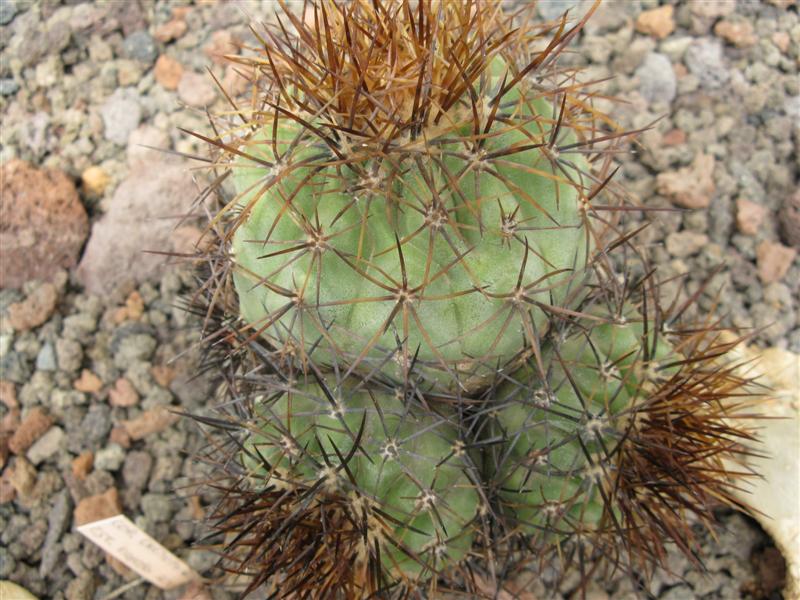 Copiapoa eremophila 