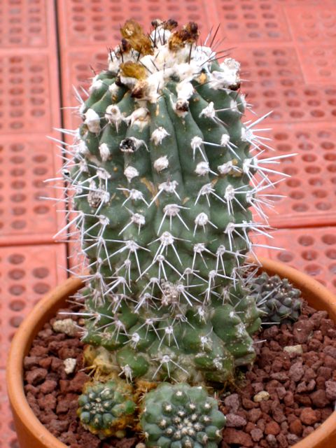 Copiapoa ? 