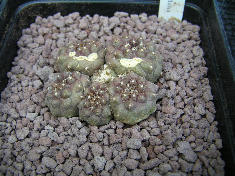 Copiapoa esmeraldana 