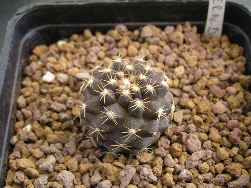 Copiapoa esmeraldana 