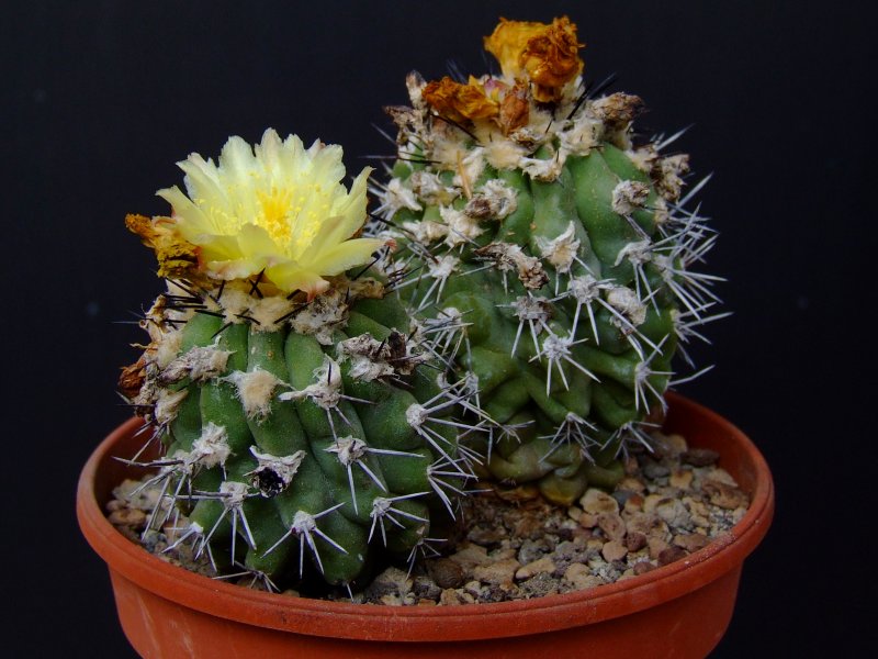 Copiapoa esmeraldana 
