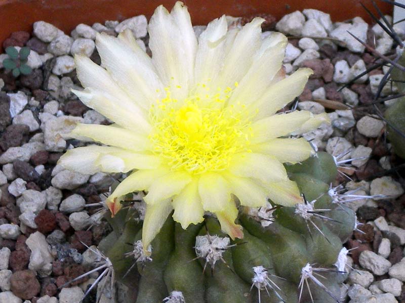 Copiapoa esmeraldana 