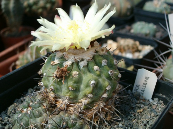 Copiapoa esmeraldana 