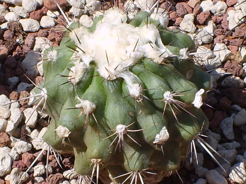 Copiapoa esmeraldana 