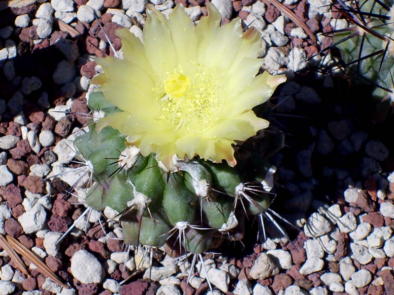 Copiapoa esmeraldana 