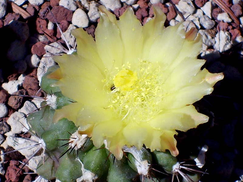 Copiapoa esmeraldana 