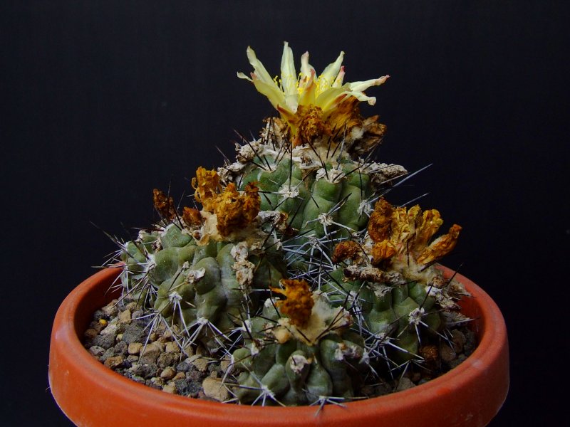 Copiapoa esmeraldana 