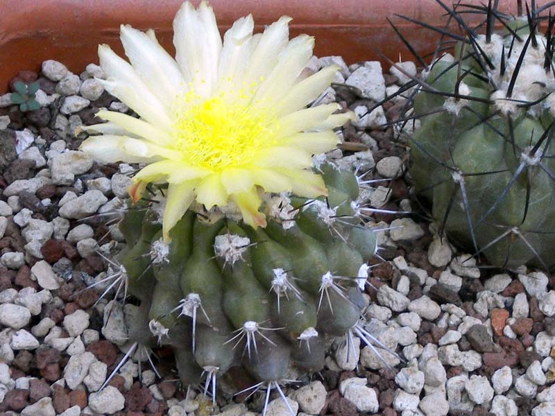 Copiapoa esmeraldana 