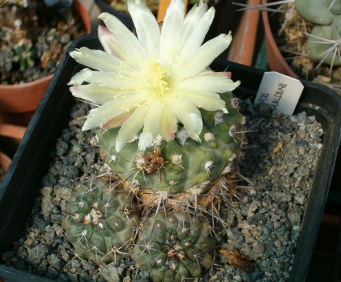 Copiapoa esmeraldana 