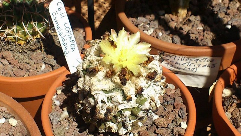 Copiapoa esmeraldana 