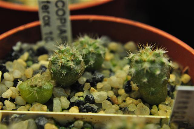 copiapoa ferox