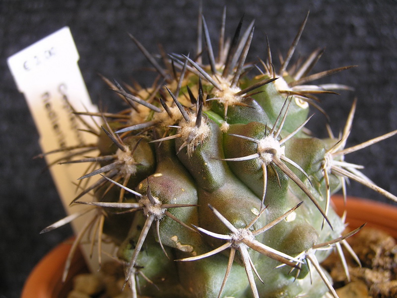 Copiapoa fiedleriana 