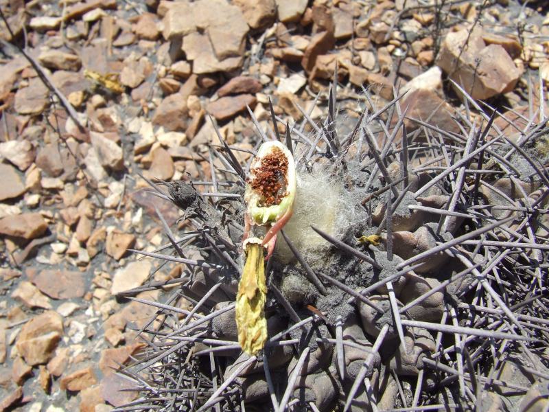 Copiapoa coquimbana v. fiedleriana 