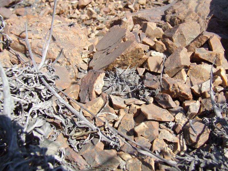 Copiapoa coquimbana v. fiedleriana 