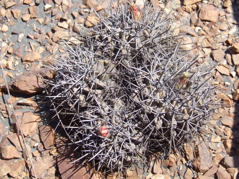 Copiapoa coquimbana v. fiedleriana 