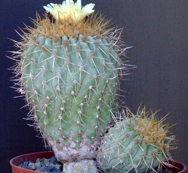 Copiapoa gigantea 