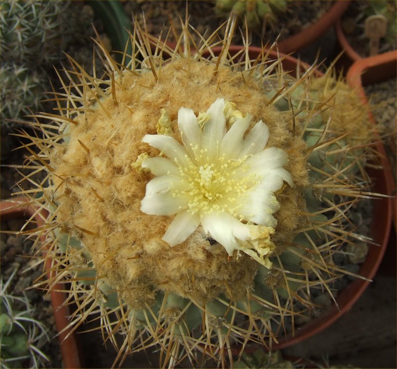 Copiapoa gigantea 