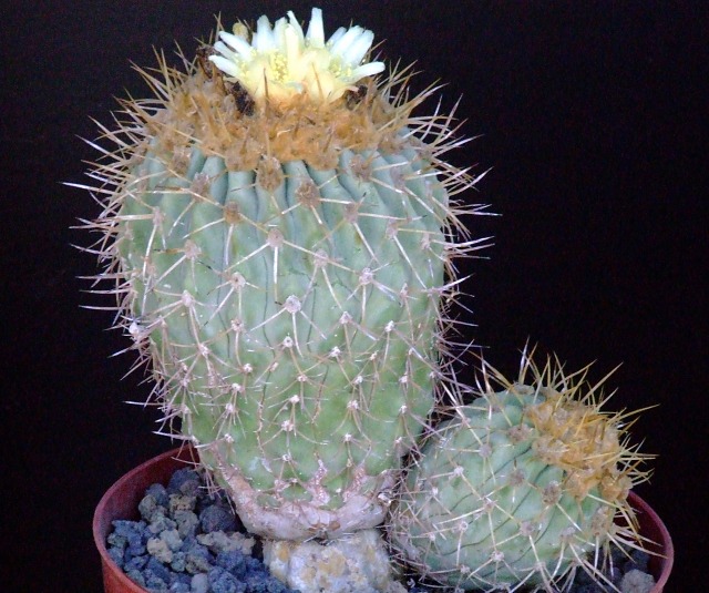 Copiapoa gigantea 