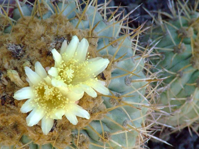 Copiapoa gigantea 