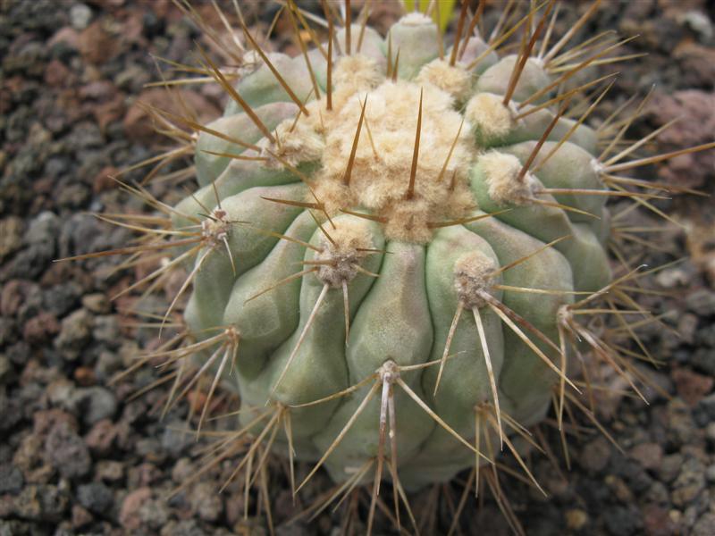 Copiapoa gigantea 