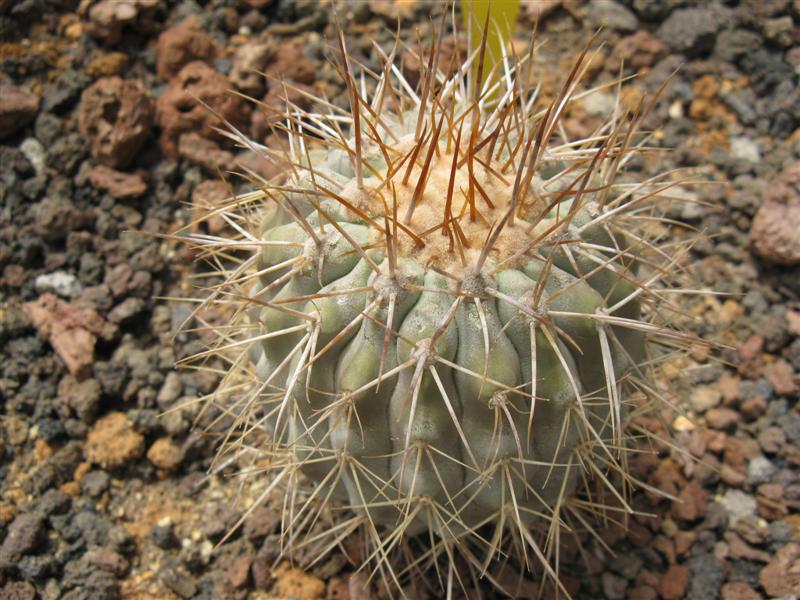 Copiapoa gigantea 