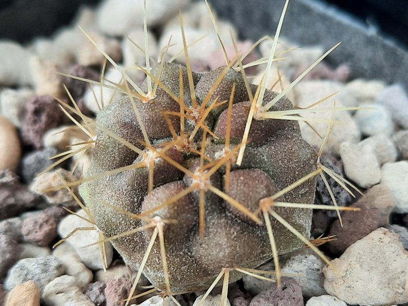 copiapoa gigantea