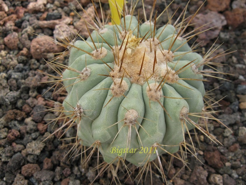 Copiapoa gigantea 