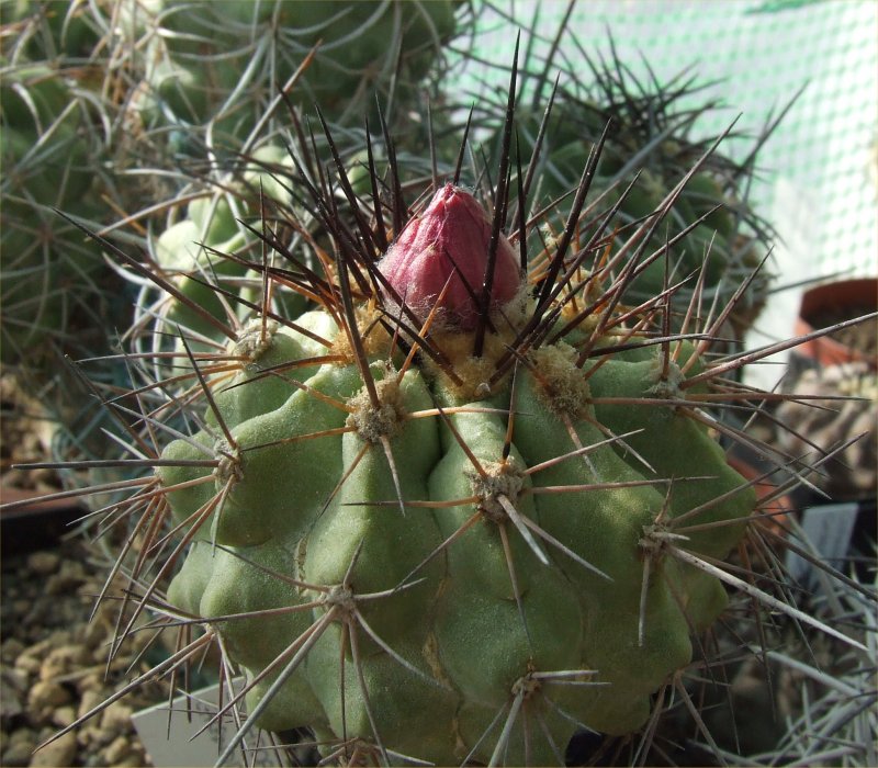 Copiapoa grandiflora 