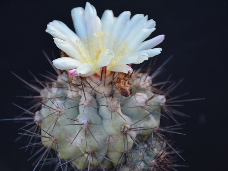 Copiapoa grandiflora 