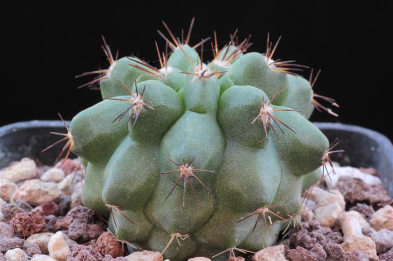 Copiapoa grandiflora 